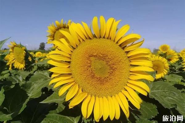 肃州东洞镇向日葵观赏节 露营节+活动内容 肃州东洞镇向日葵观赏节 露营节+活动内容