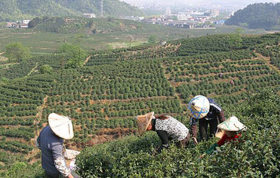 安庆有哪些特色名茶 安徽安庆特产