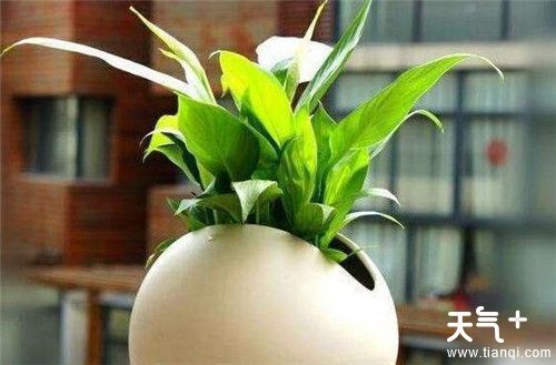 卧室放什么花有助睡眠 适合养在卧室的五种植物