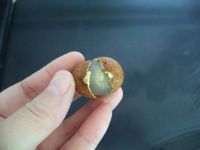 自制桂圆肉的做法步骤3