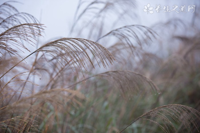 润燥喝什么花茶
