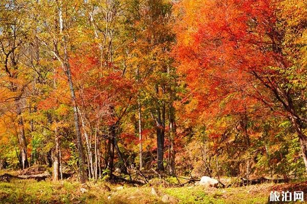 长春红叶谷最佳参观时间+交通信息
