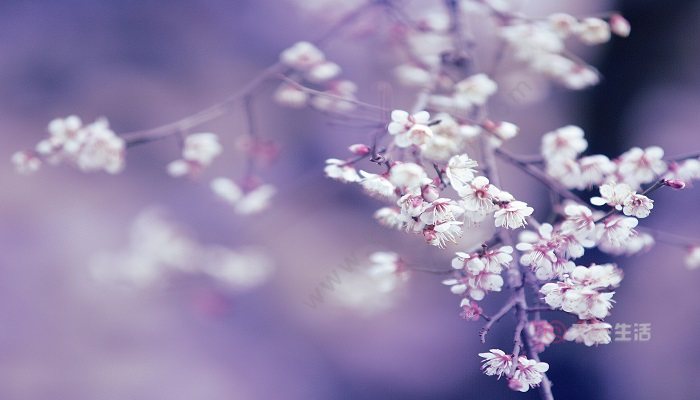秋天开的花