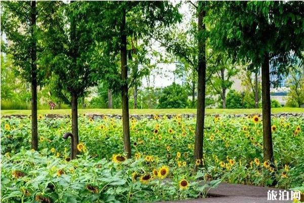 宁波看向日葵的地方 宁波有赏向日葵的地方吗