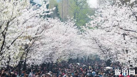 南京哪些地方可以赏花