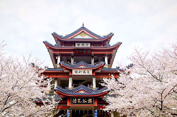 鼋头渚樱花节什么时候 2019年无锡樱花节时间