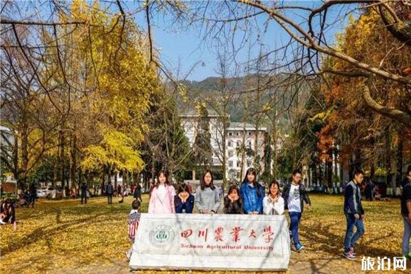 都江堰银杏树最佳观赏时间 都江堰银杏树在哪里看