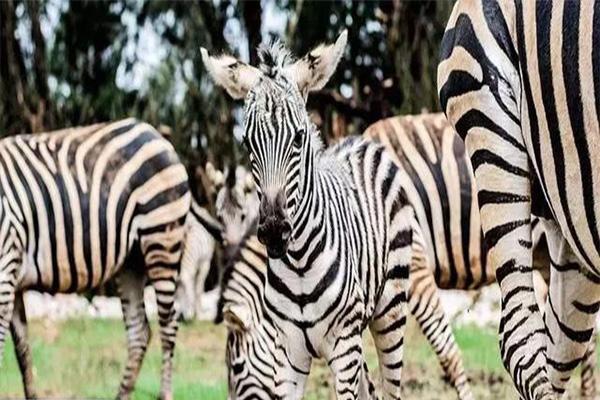 云南野生动物园和昆明动物园哪个好玩 云南野生动物园和昆明动物园哪个好玩