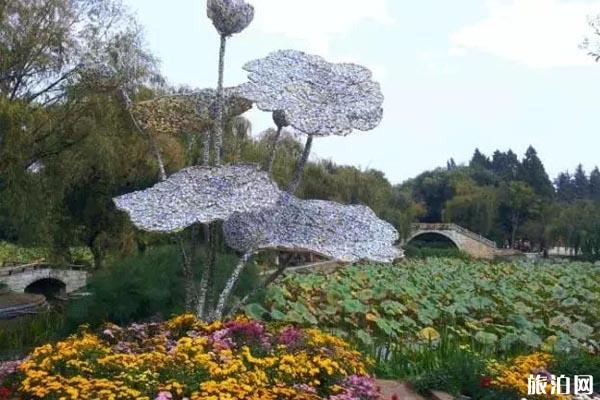 昆明哪里菊花最好看 昆明哪里菊花最好看