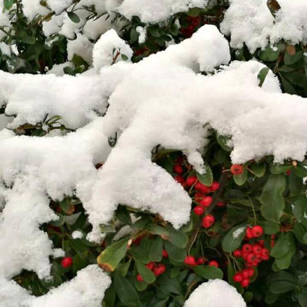 美不胜收！山东威海迎下半年初雪 雪花飞舞显冬意