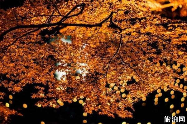 2019日本赏枫叶的最佳季节+最佳地方