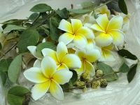 鸡蛋花凉茶的做法步骤1