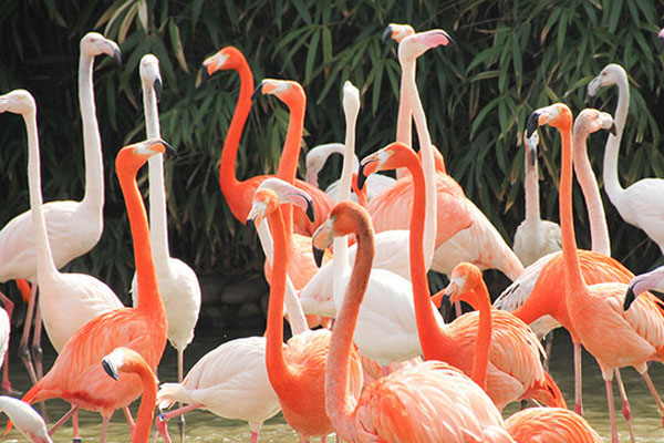 上海野生动物园好玩吗 上海野生动物园门票多少