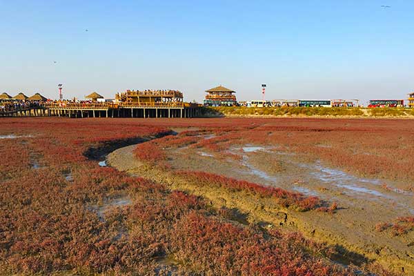 盘锦红海滩几月去最好 盘锦红海滩最佳旅游时间