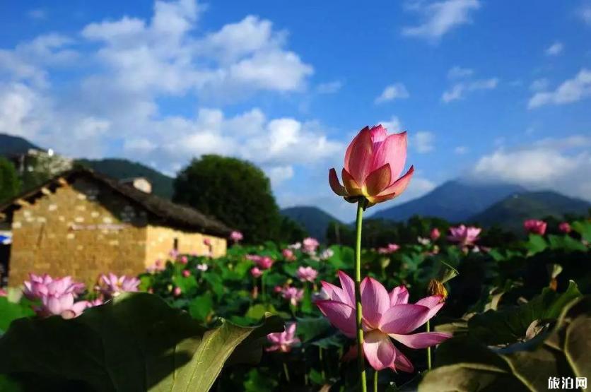 重庆巴南旅游避暑线路推荐 重庆巴南旅游避暑线路推荐