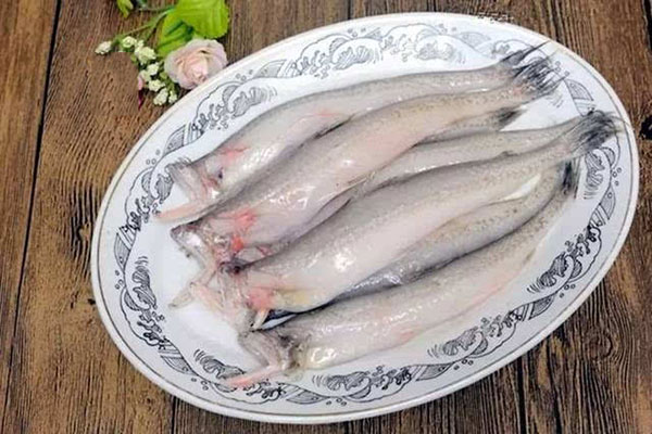 什么鱼没有刺 没有刺的鱼有哪些