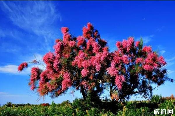 十一额济纳旗旅游攻略 十一额济纳旗旅游攻略