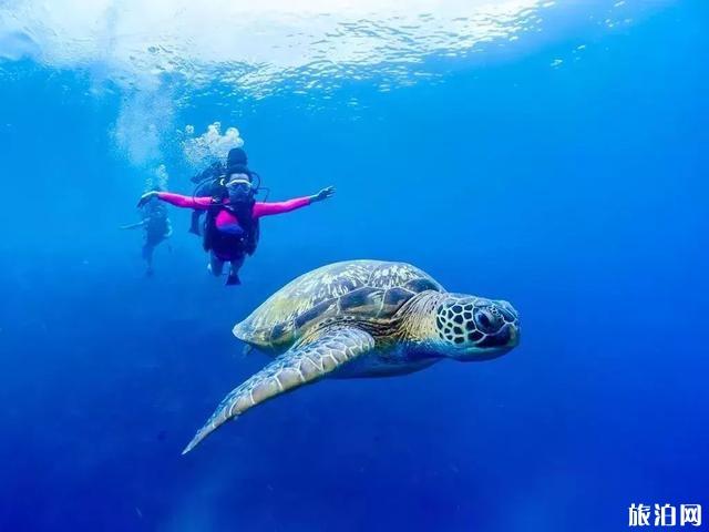 印尼美娜多旅游攻略