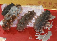 泡发海参的做法步骤6