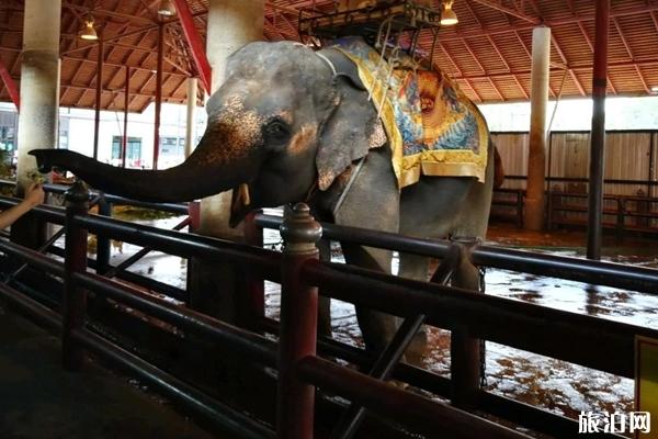 泰国东芭乐园怎么样  门票价格与表演时间分别是什么时候