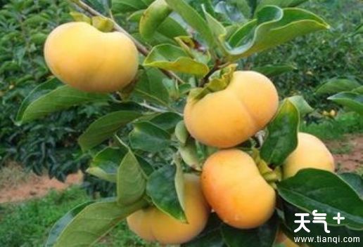 云南玉溪知名特产有哪些   适合中秋节送的玉溪特产