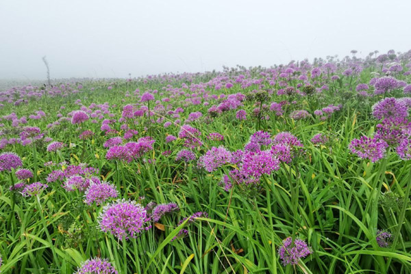 毕节韭菜坪几月去最好 毕节到韭菜坪怎么坐车