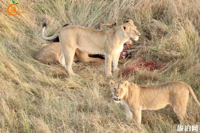 肯尼亚热气球值得吗 肯尼亚马赛马拉热气球好玩吗 肯尼亚热气球安全吗 肯尼亚热气球值得吗 肯尼亚马赛马拉热气球好玩吗 肯尼亚热气球安全吗
