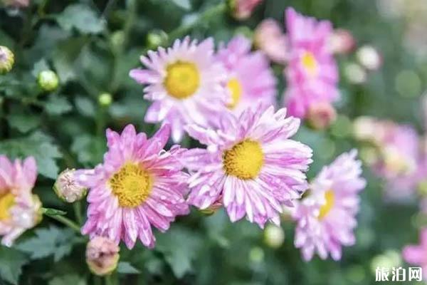 2019白鹿原影视城菊花展攻略