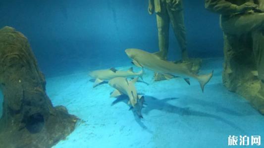 2019秦皇岛新澳海底世界海豚表演时间+门票价格