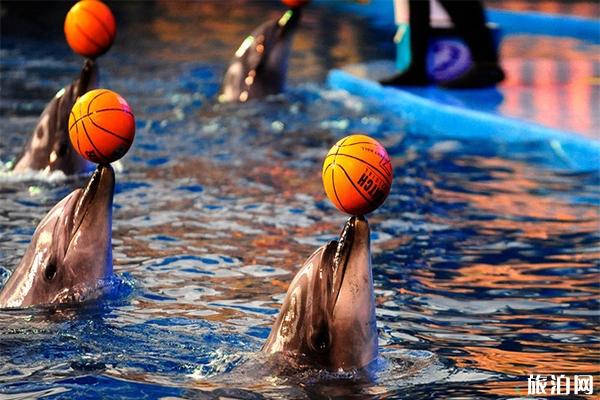大连老虎滩海洋公园8月份表演时间+索道多少钱