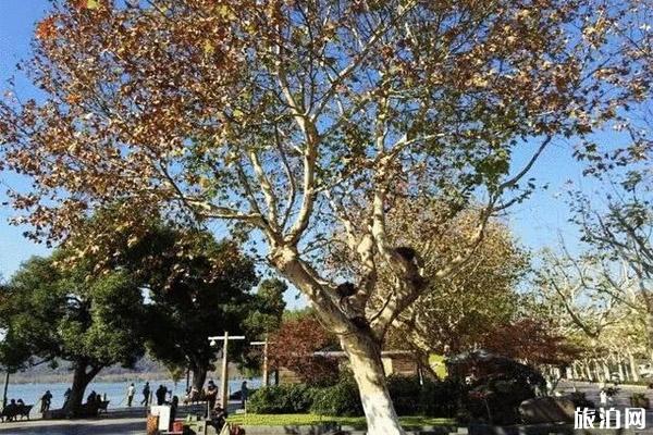 杭州落叶不扫街道整理