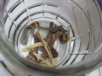 枸杞当归海马酒的做法步骤6
