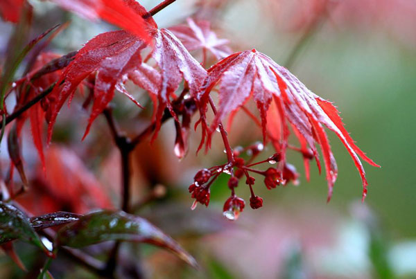 2019清明节是几月几日 清明节放假安排