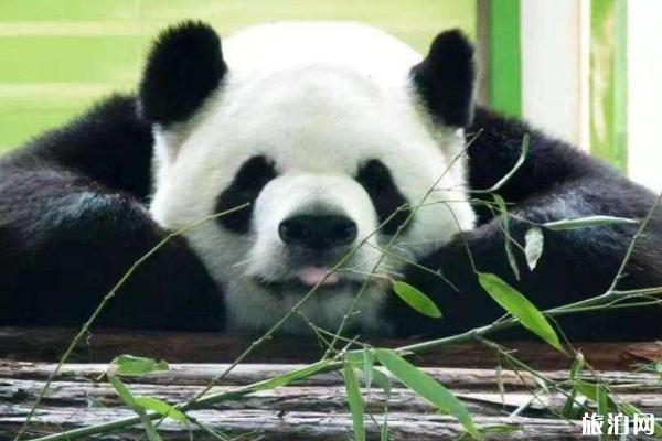 2019年国庆节石家庄动物园熊猫馆开放吗 2019年国庆节石家庄动物园熊猫馆开放吗