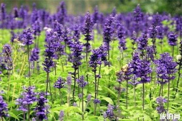 怀柔月牙湾薰衣草庄园门票多少钱