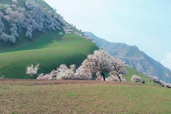 四月份去哪里赏花 四月赏花攻略