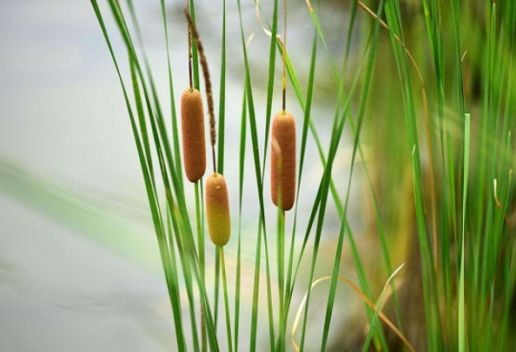河南商丘夏邑知名特产有哪些 夏邑特产推荐