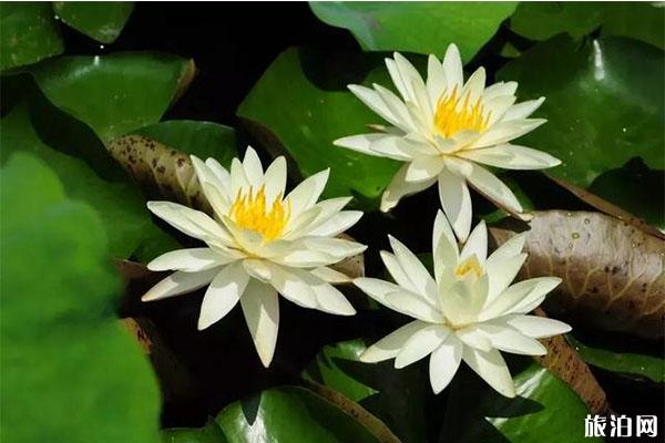 圆明园游船路线怎样+票价多少钱