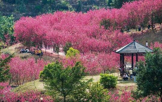 阳春三月梅州赏花攻略