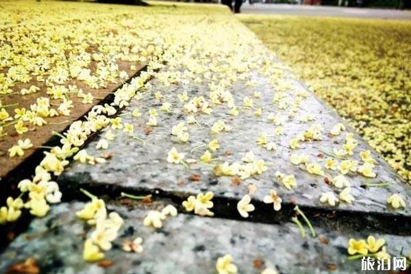 成都桂花哪里最好看