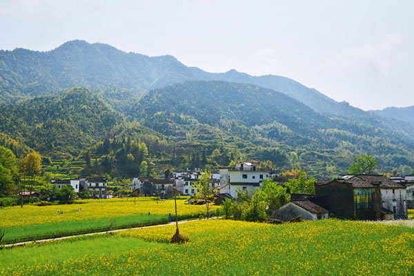 清明节看油菜花去哪儿 清明去哪看油菜花