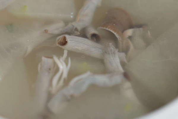 沙虫冬瓜汤怎么做 沙虫冬瓜汤的家常做法