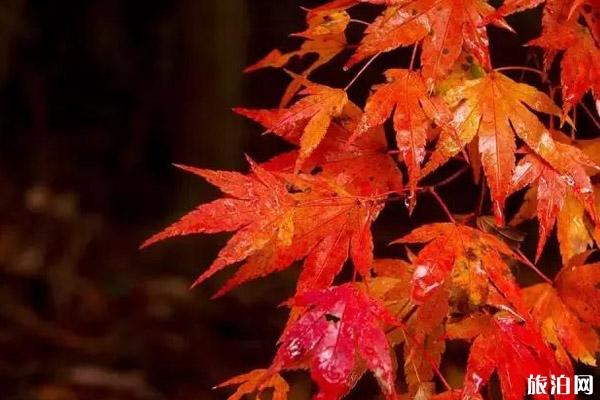 东京红叶观赏时间2019 东京红叶哪里最好看