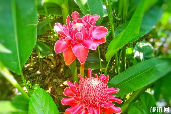 兴隆热带植物园好玩吗 兴隆热带植物园游玩攻略
