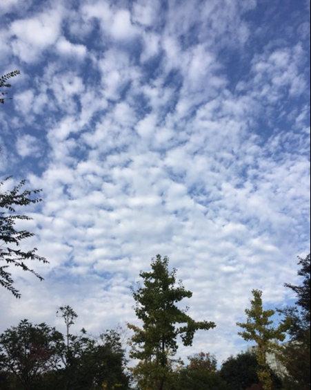 上海今天下午大风渐起阵风达6级 明天气温下滑6℃
