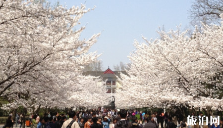 南京哪些地方可以赏花