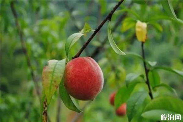 黄河涯第十届万亩桃园采摘节 桃园怎么去 黄河涯第十届万亩桃园采摘节 桃园怎么去