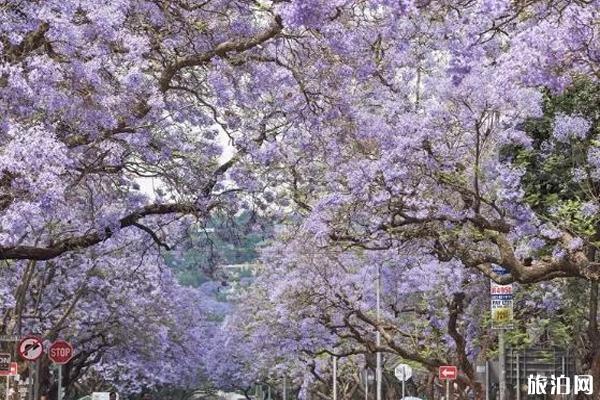 南非蓝花楹什么时候开花+观赏地点