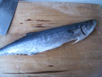 鲅鱼丸子的做法步骤1