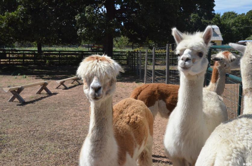 秋天去达拉斯有什么好玩的 秋天去达拉斯有什么好玩的